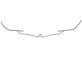   Anthidium edwardsii  female, diagram showing the dorsal view of the sixth tergite (T6), diagram from Gonzalez and Griswold 2013 
